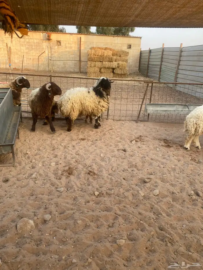 جذعان نعيم وحري 3