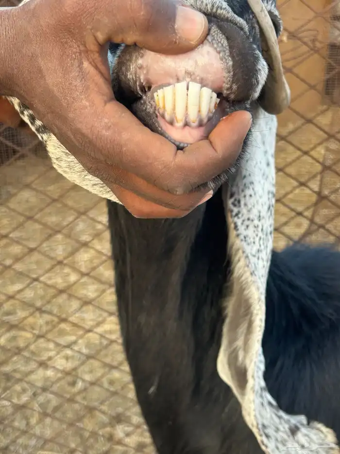 خلفه عنز للبيع 3