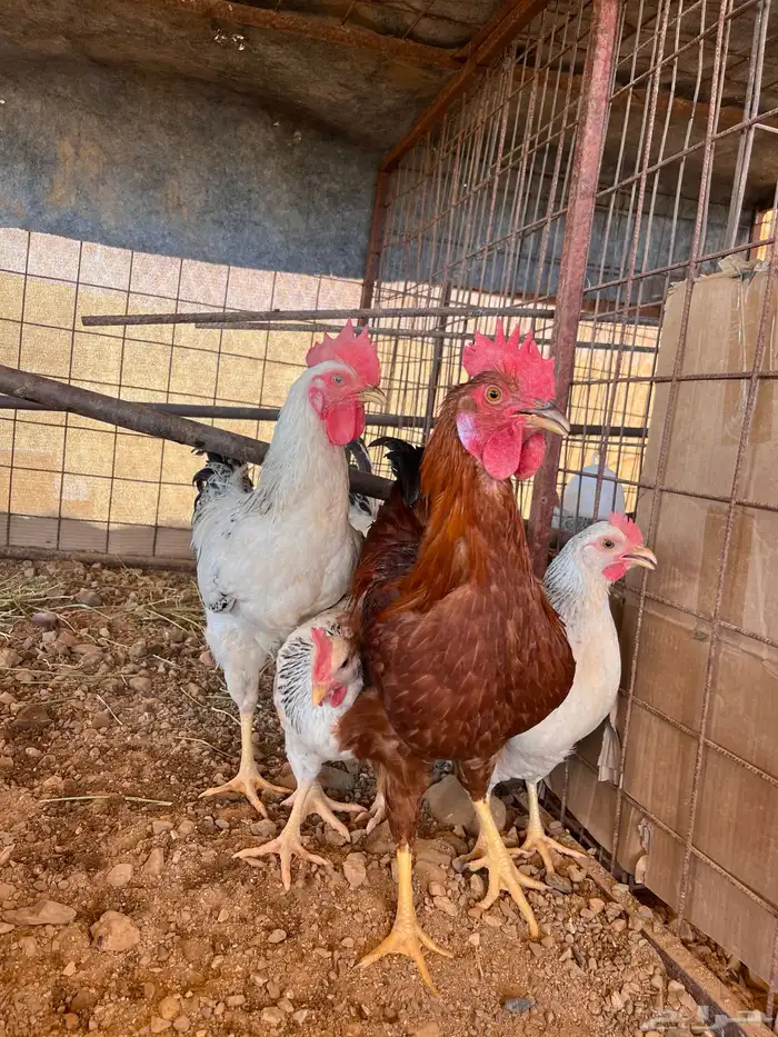 ديك فرنسي وسوسيكس 2