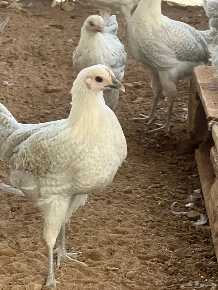 دجاج فيومي المنيوم العمر من خمس اشهر الى سته للمربين فقط 1