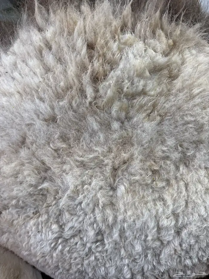 لباني شرط بلدي والطعم تحدي عمره(5)شهر 0