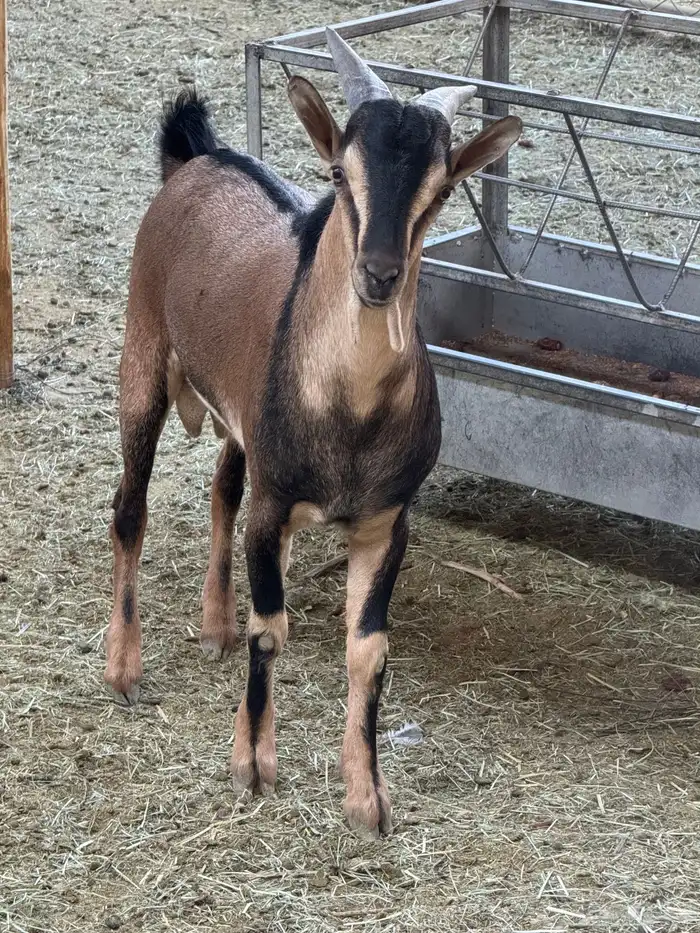 تيس ولد ولد وعل حر 0