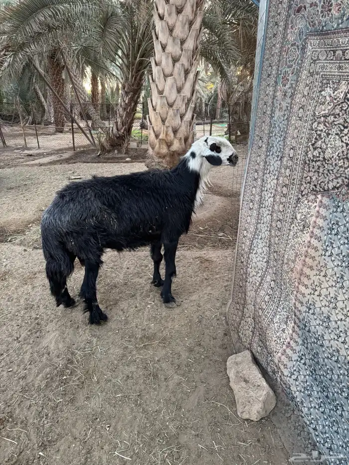 فحل نجدي تام 0