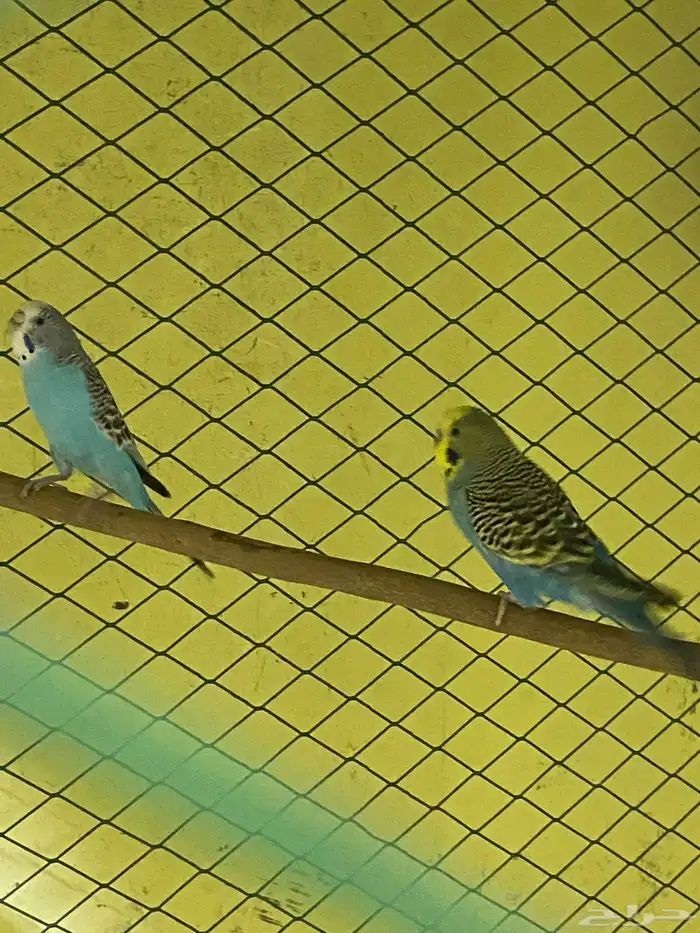 للبيع عصفير حب جوز شرط منتجين الحد80 الموقع الأحساء جواثا 2