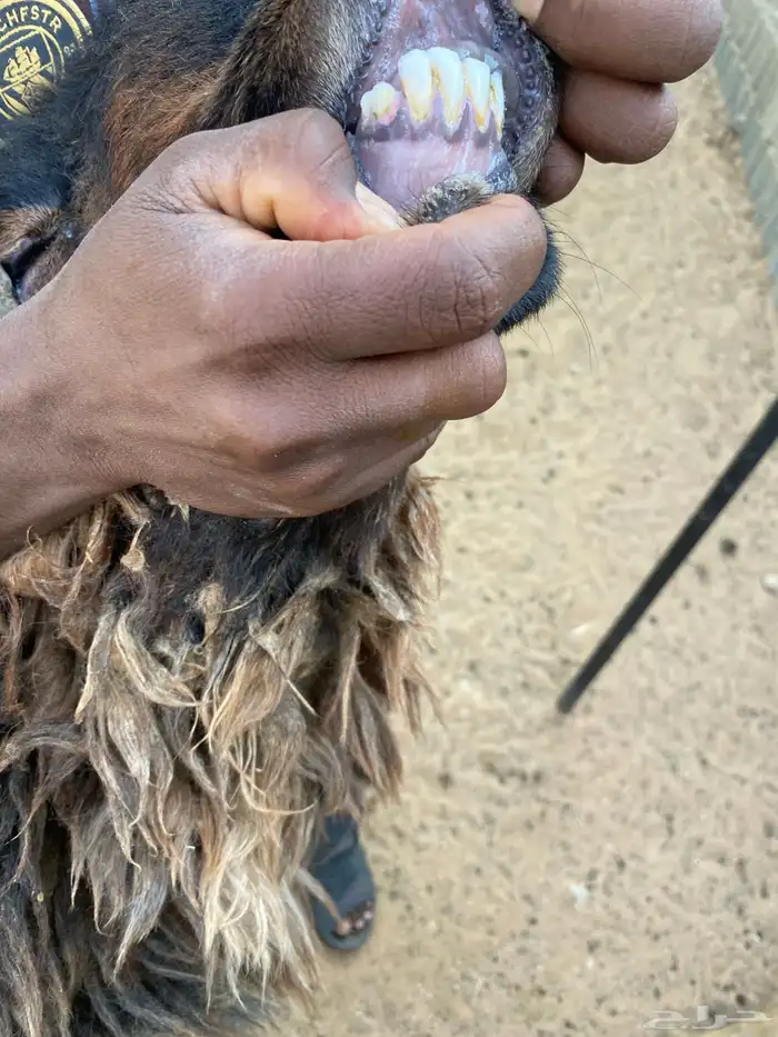 خروف نعيمي 3