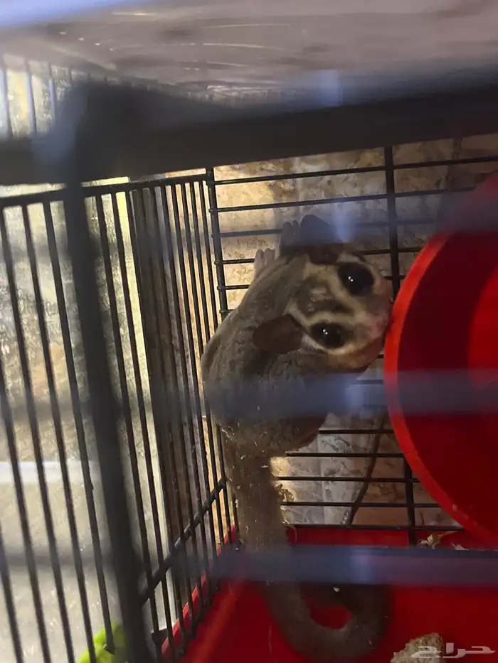 زوجين ودكر سعر الحبه 500 والجمله الحبه 400 2