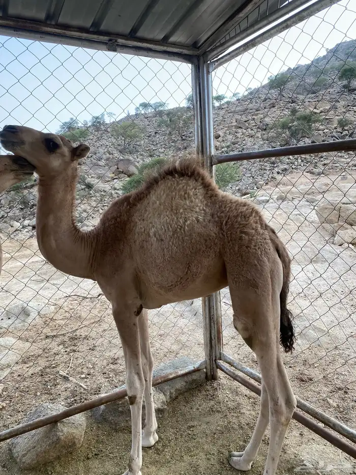 قعود وبكره للبيع 0