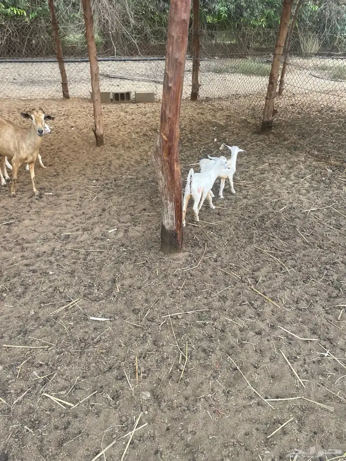 ماعز بيشيات ولد العدد 10 معها 10ع السوم  053 388 9100  جوال 1