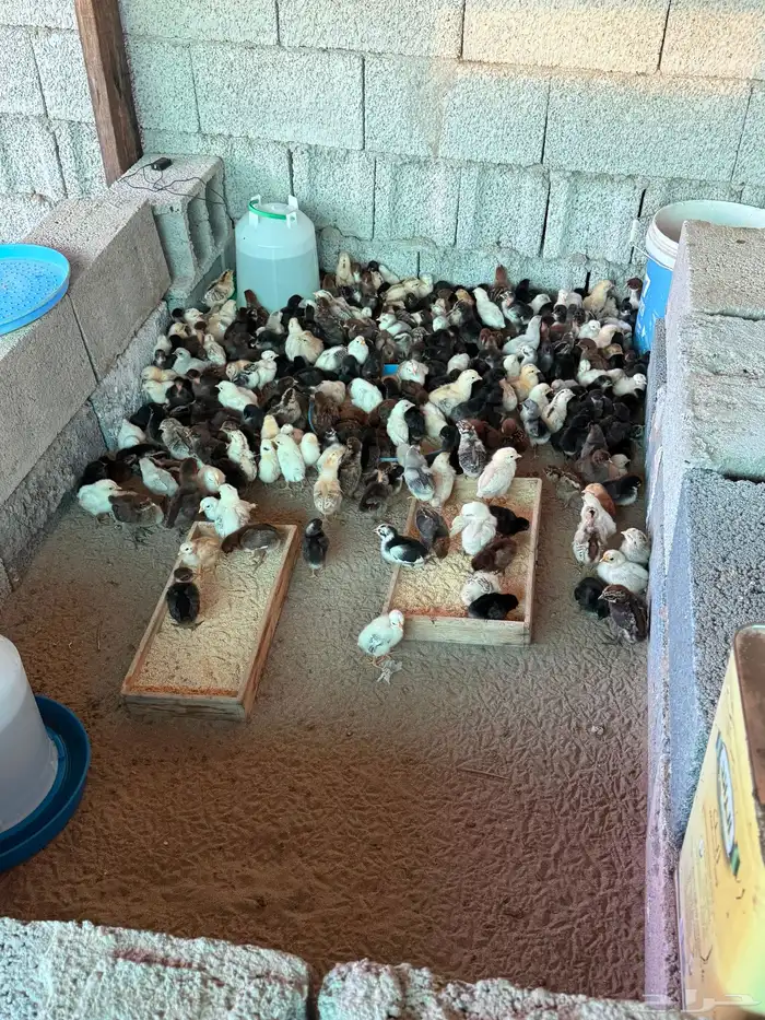 صوص العدد 200جوز 1