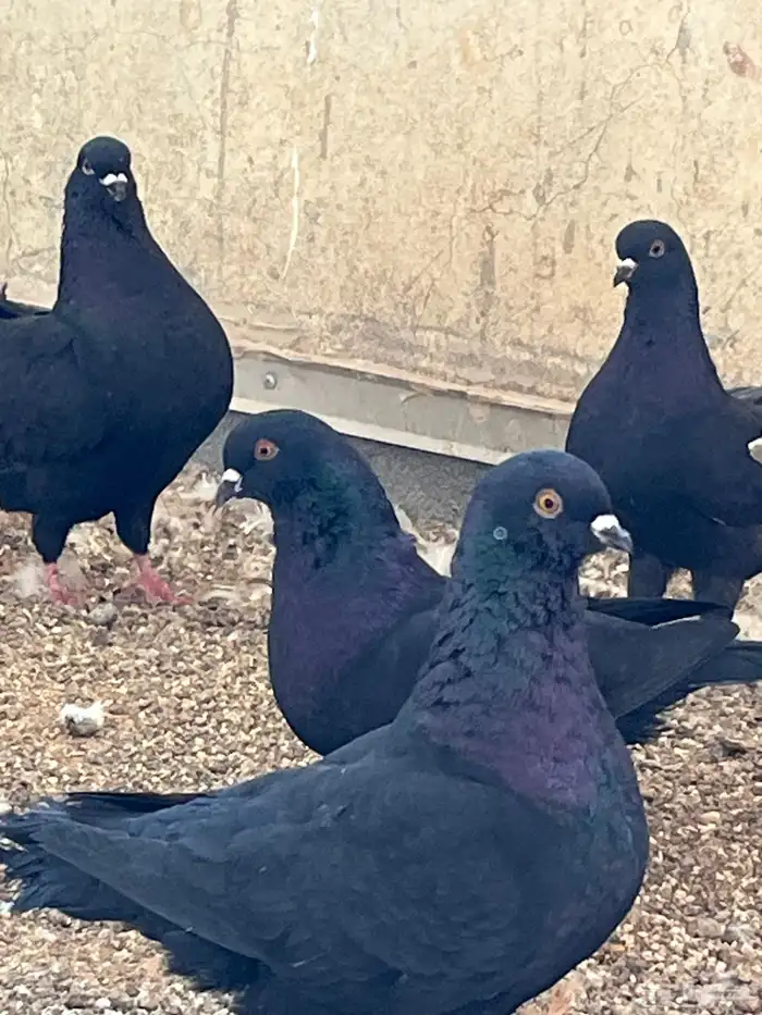 حمام كنج كنق و هومر 7