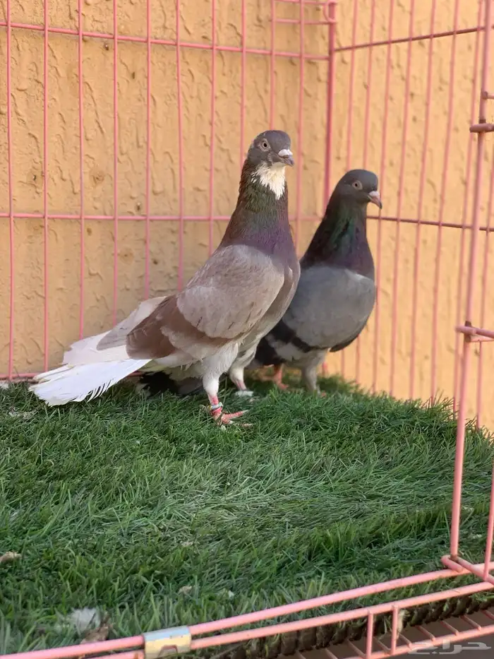 حمام قطايف 10