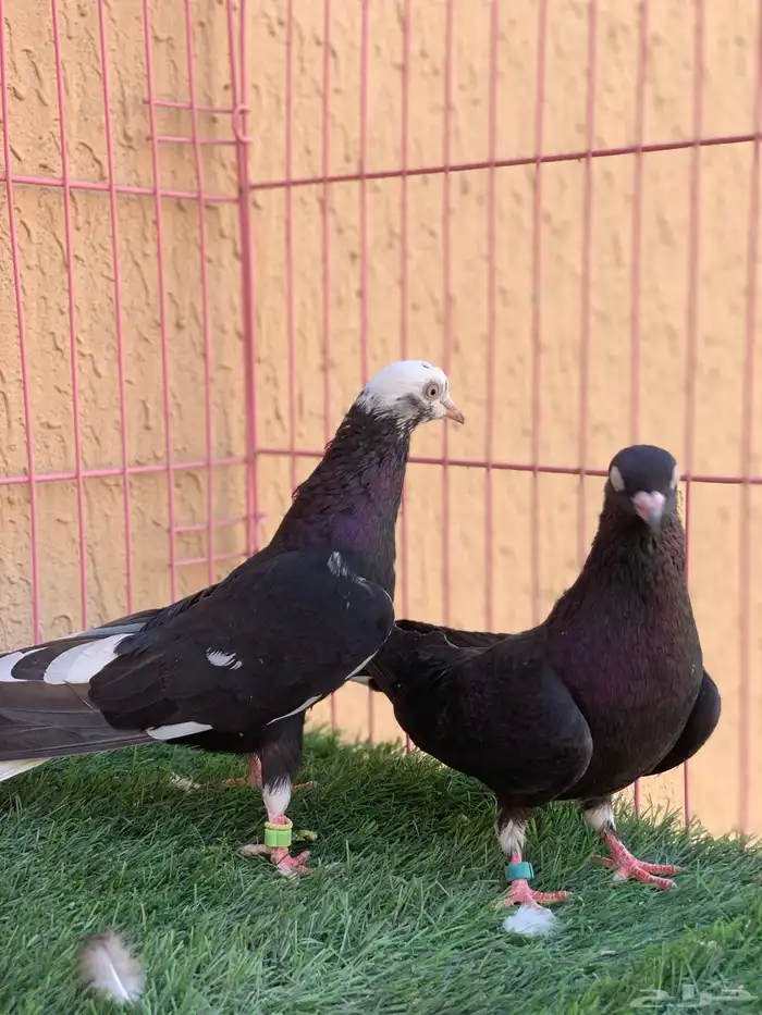 حمام قطايف 27