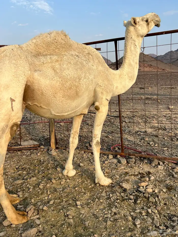 لقحه وضحاء ملاقي كفو ب 7500 تم البيع 0