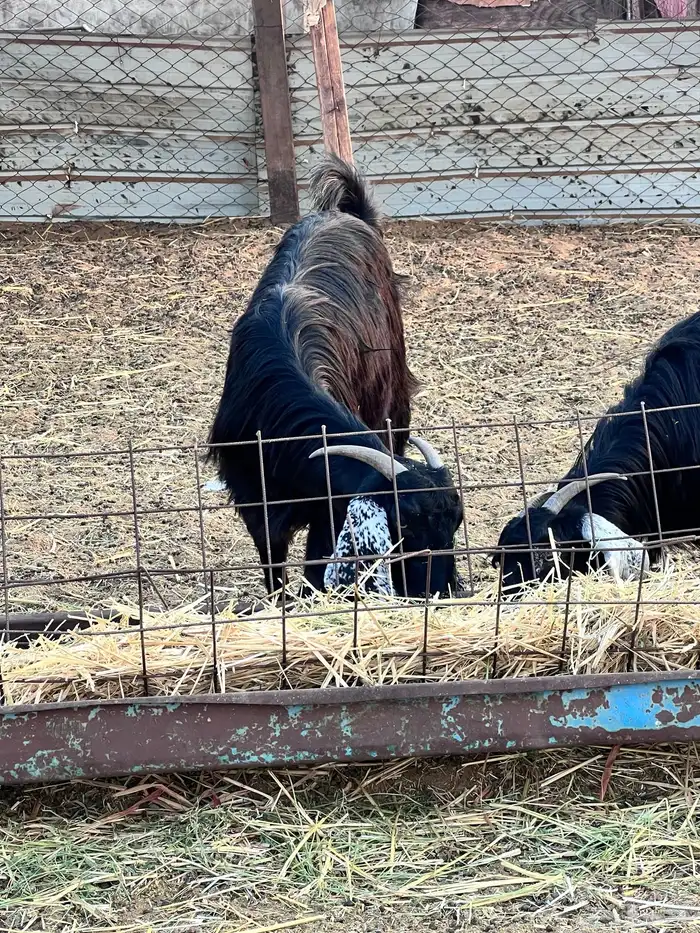 جفرات عوارض كايفه 9