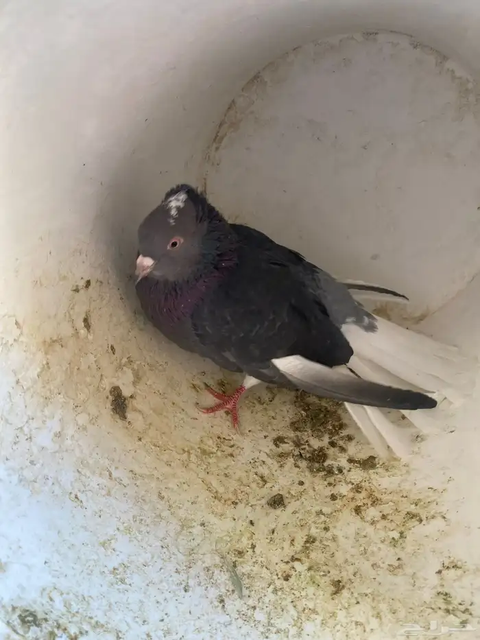 قطيفي مطير شرط 1