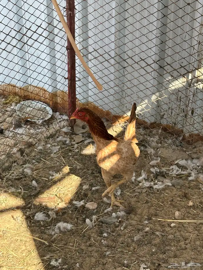 للبيع دجاجه هنديه 2