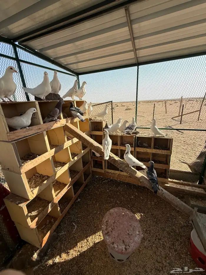 مخيم مجهز كامل 0