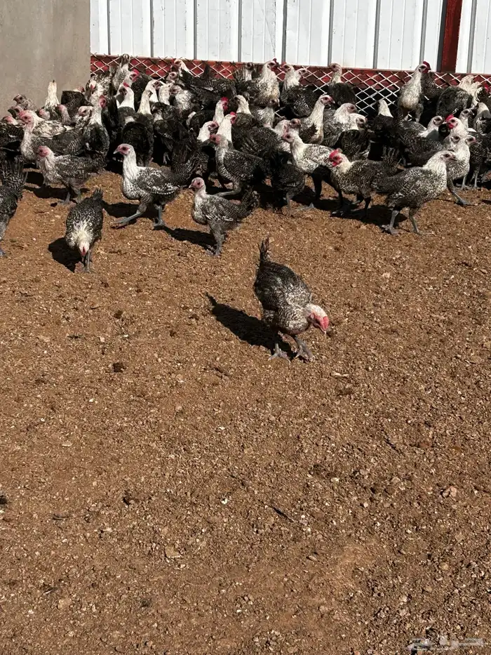 دجاج فيومي 0