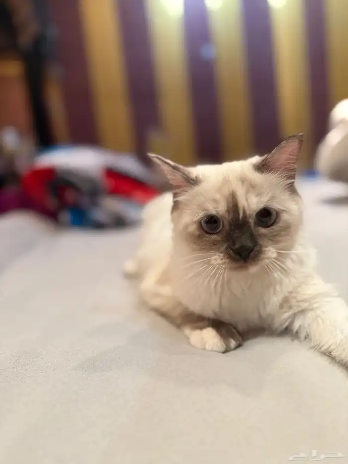 قطوه انثى هيمالايا 2