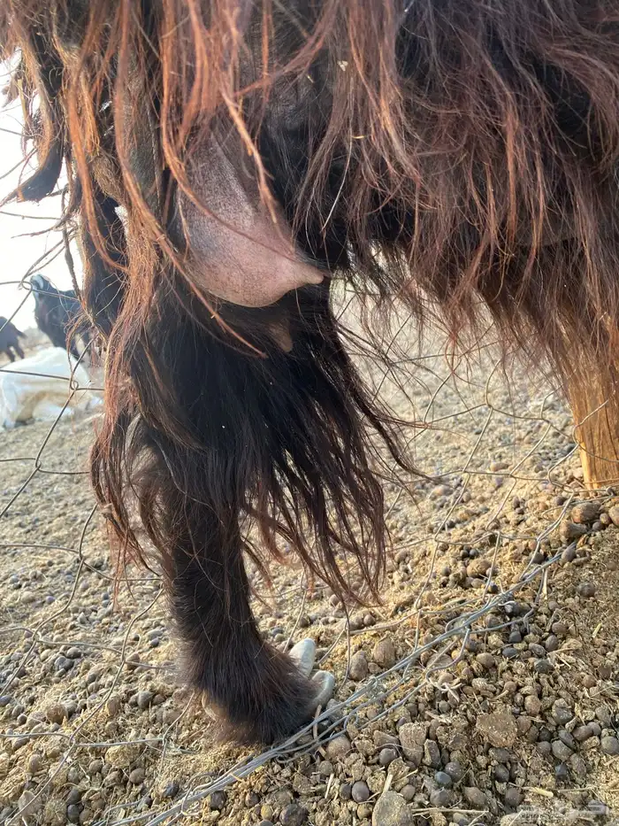 عنز حليب للبيع 3