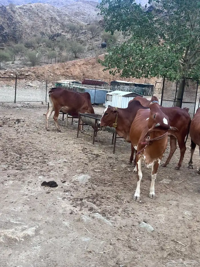 بقر دفيع للبيع 14