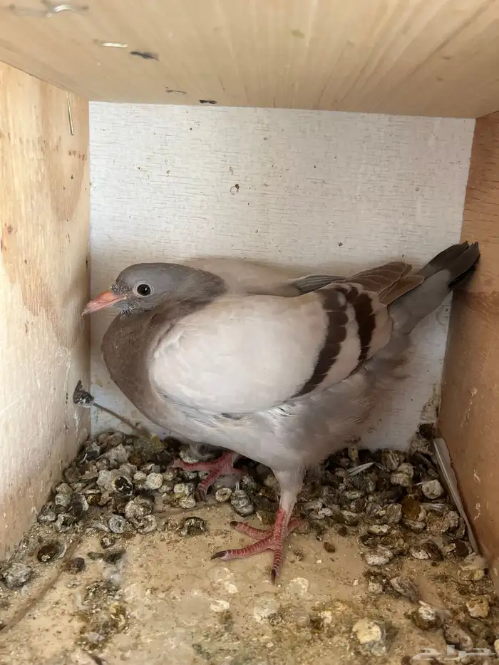 فروخ حمام فرنسي سلفر جامبو 1