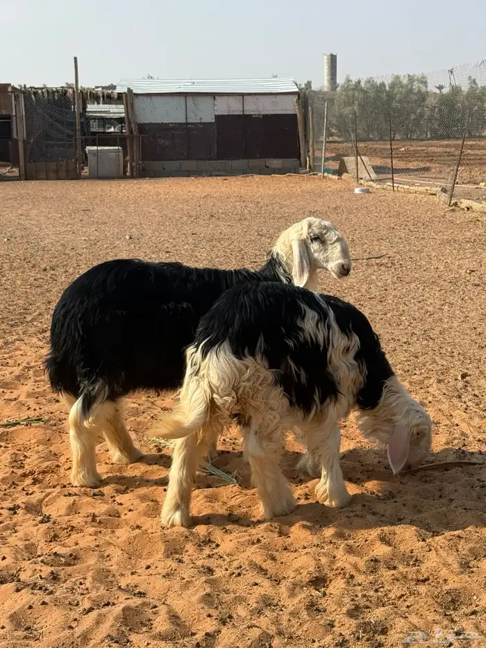 نجد ( رخال ) 0