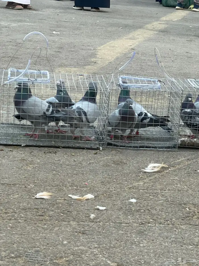 حمام زاجل اجواز جرط انتاج 1