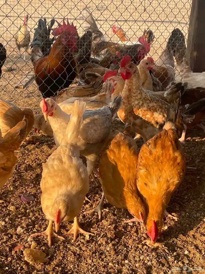 بيض  صوص   دجاج وديوك للبيع 7