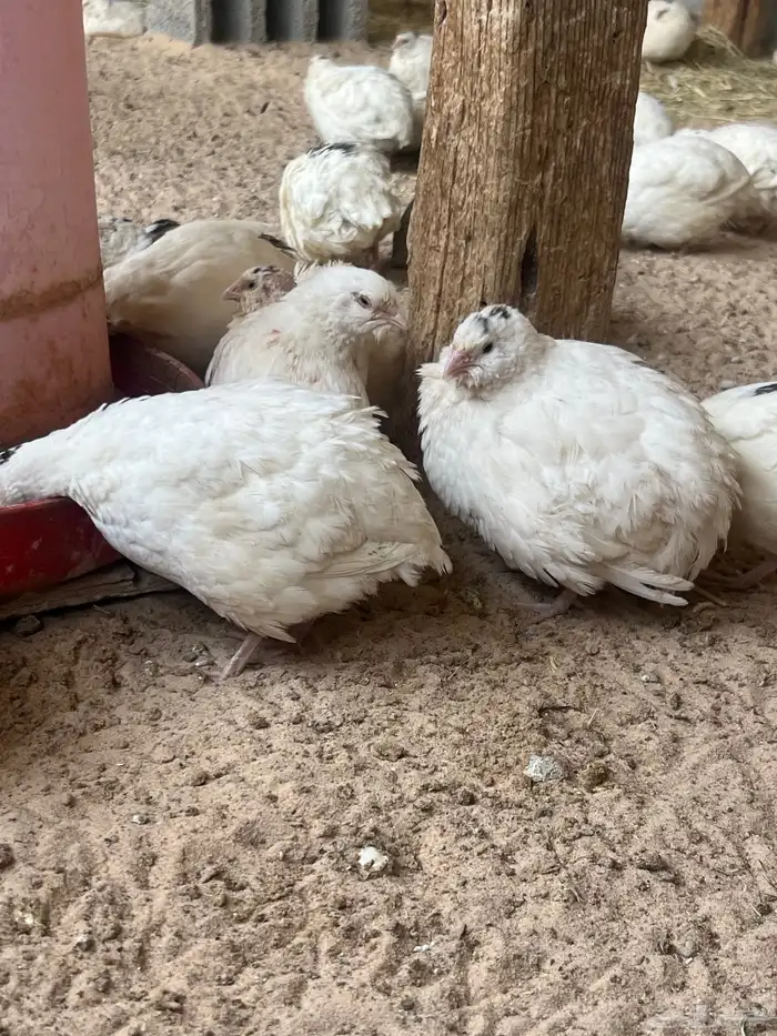 سمان تكساس بيور 1