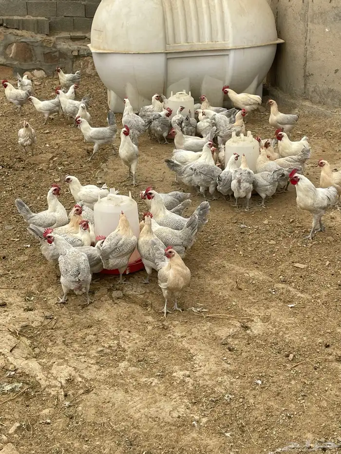 دجاج فيومي المنيوم وقولد 1