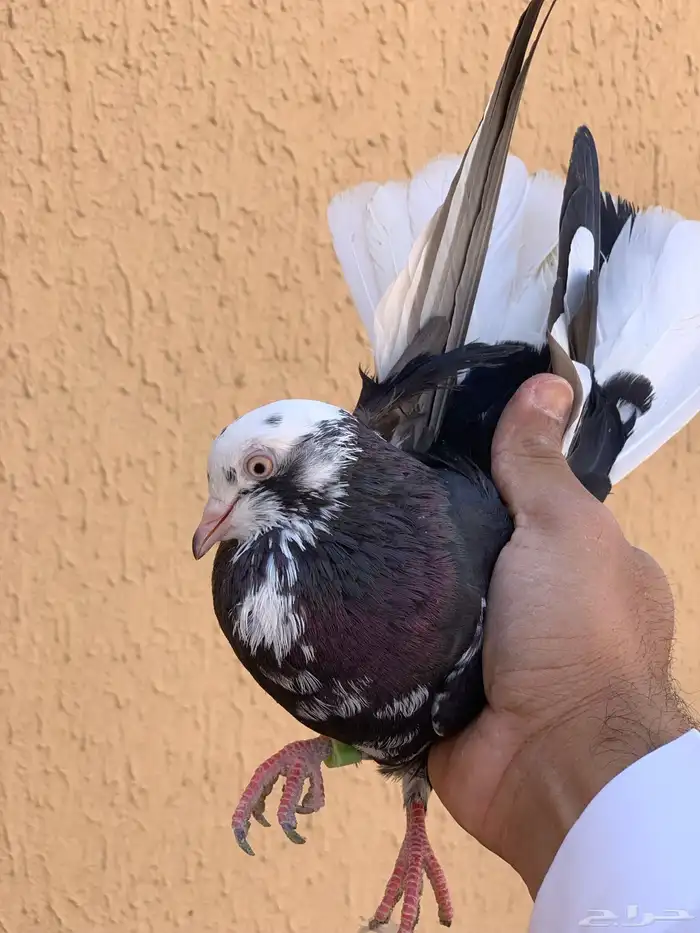 حمام قطايف 28