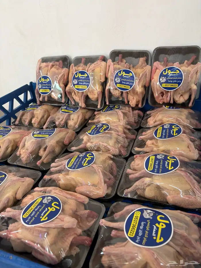 زغاليل حمام فرنسي 1