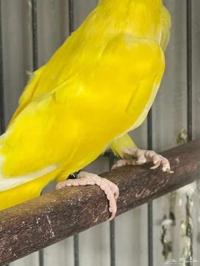 جوز ببغاء كويكر (الراهب) لاتينو محلل مع الشهادة 2