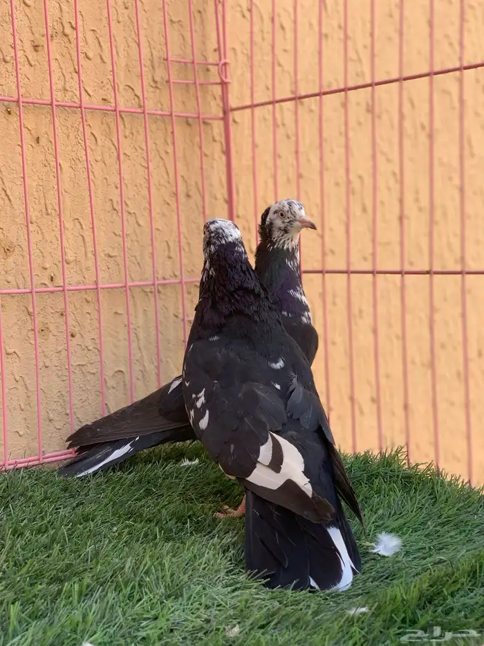 حمام قطايف 19