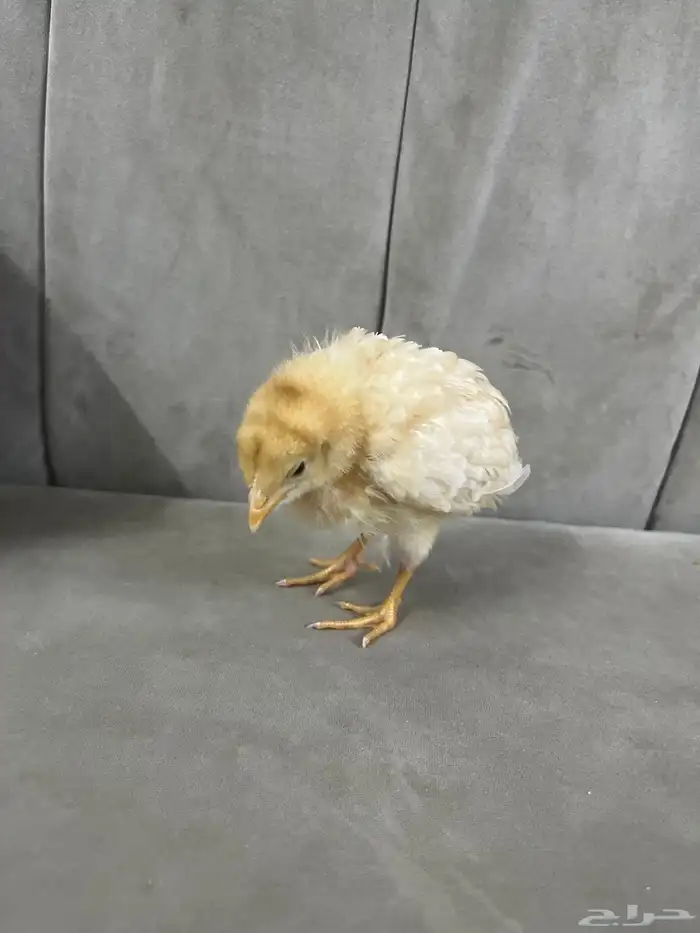 صوص صغير فرخ للحين 0