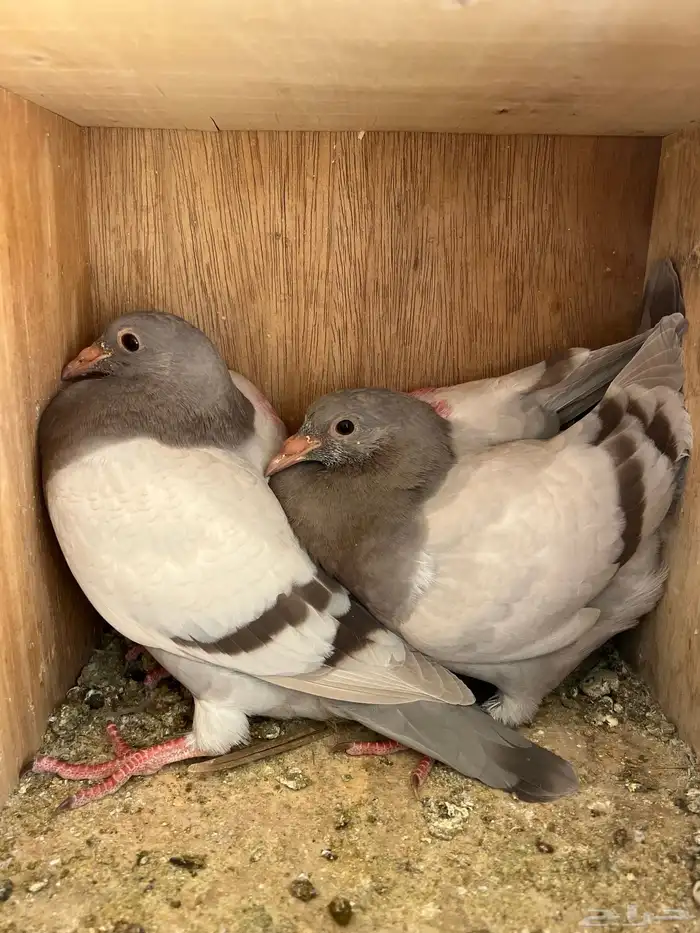 فروخ حمام فرنسي سلفر جامبو 2