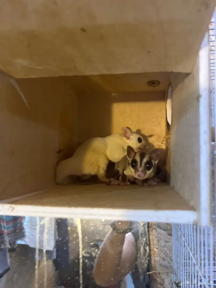 زوجين ودكر سعر الحبه 500 والجمله الحبه 400 1