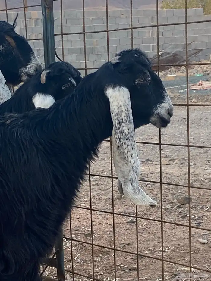 معزا عوارض جفار صنف تمم البيع 13