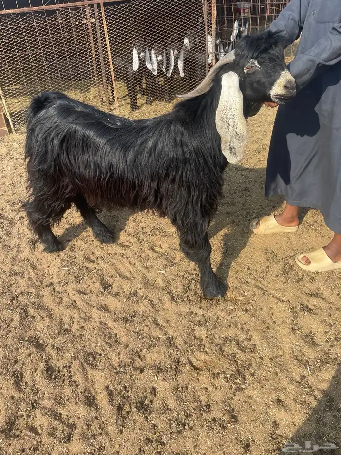 لبيع فحل عارضي 1