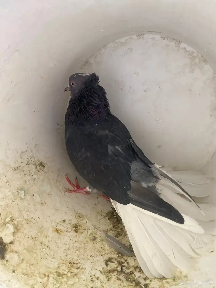 قطيفي مطير شرط 0