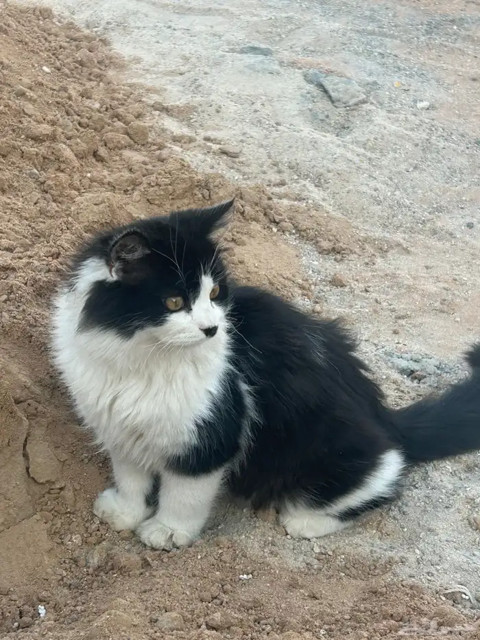 محبات للعب .. أكل البيت .. من بغاهم مجانا 2