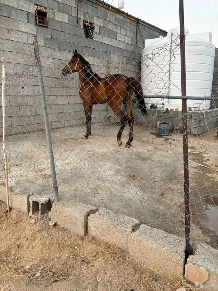 حصان شعبي للبيع 3
