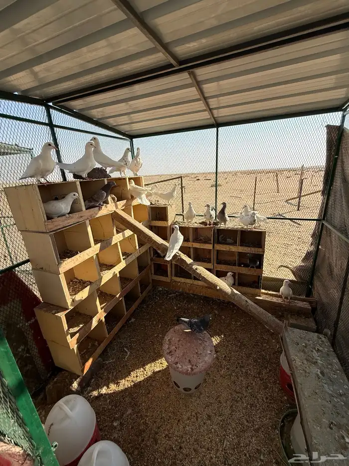 مخيم مجهز كامل 4