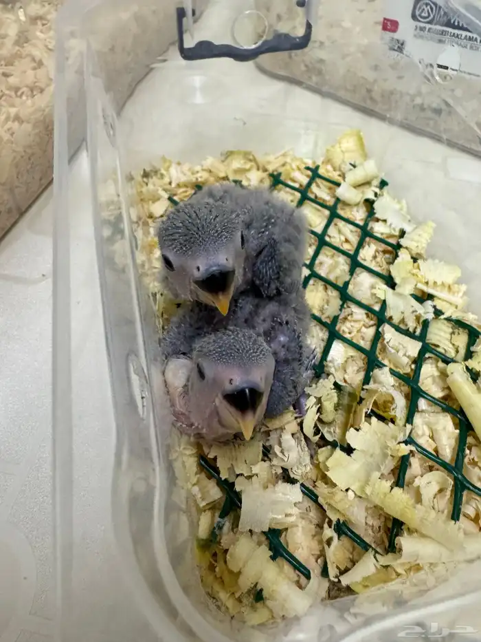 اتوفرت فروخ جديدة ( كنيور -كروان -روز ) 9