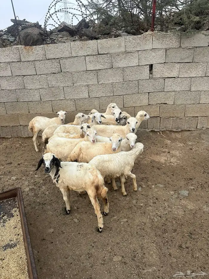 رخال رفيديه العدد 15 راس 4