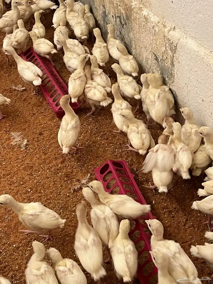 صوص رومي عمر 22 يوم ابيض 4