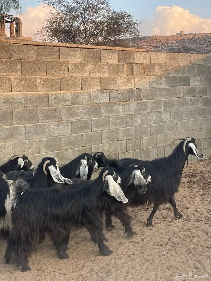 ضان دفع بفحلها معزا ذري بفحلها للبيع 9