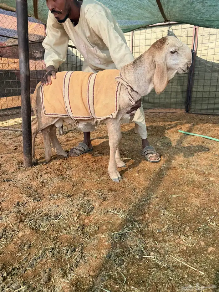 مشروع فحل ساكني معرف 1