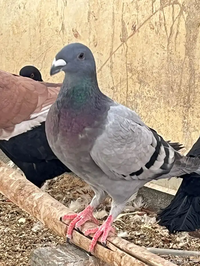 حمام كنج كنق و هومر 3